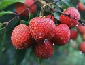 荔枝